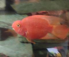 2 blood parrots - 2/2