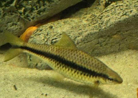 Siamese Algae Eaters (FREE)