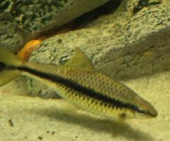 Siamese Algae Eaters (FREE)