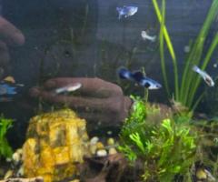 Black Guppies - 2/4