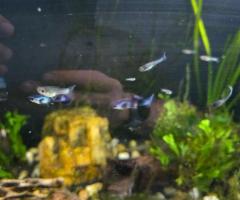 Black Guppies - 3/4