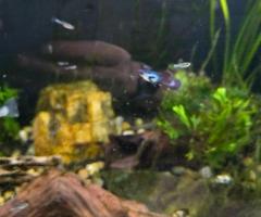 Black Guppies - 4/4