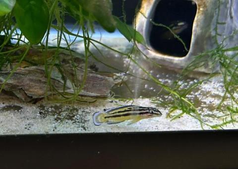 Julidochromis Marksmithi cichlid