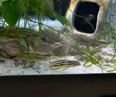 Julidochromis Marksmithi cichlid - 1/2
