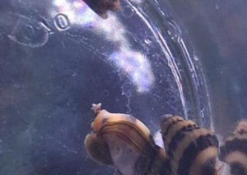 Assassin snails