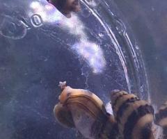 Assassin snails